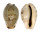 CYPRAEIDAE ERRONEA XANTHODON shell