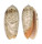 OLIVIDAE OLIVA RETICULATA PALLIDA shell