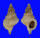 RANELLIDAE SASSIA PARKINSONIA shell