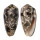 CONIDAE CONUS STERCUSMUSCARUM shell