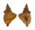 PERSONIDAE DISTORSIO KURZI shell