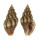 BUCCINIDAE CANTHARUS ASSIMILIS shell
