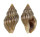 BUCCINIDAE CANTHARUS ASSIMILIS shell
