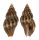 BUCCINIDAE CANTHARUS ASSIMILIS shell