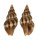 BUCCINIDAE CANTHARUS ASSIMILIS shell