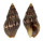 BUCCINIDAE CANTHARUS ASSIMILIS shell