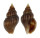 BUCCINIDAE CANTHARUS ASSIMILIS shell