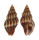 BUCCINIDAE CANTHARUS ASSIMILIS shell