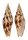 MITRIDAE SUBCANCILLA INTERLIRATA shell