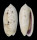 OLIVIDAE OLIVA CAERULEA shell