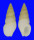 CHAUVETIIDAE CHAUVETIA TENUISCULPTA shell