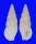 CHAUVETIIDAE CHAUVETIA TENUISCULPTA shell