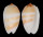 OLIVIDAE OLIVA CARNEOLA BIZONALIS shell