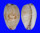 CYPRAEIDAE CYPRAEA FIMBRIATA UNIFASCIATA shell