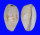 CYPRAEIDAE CYPRAEA FIMBRIATA UNIFASCIATA shell