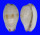 CYPRAEIDAE CYPRAEA FIMBRIATA UNIFASCIATA shell