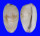 CYPRAEIDAE CYPRAEA FIMBRIATA UNIFASCIATA shell