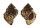 BURSIDAE BUFONARIA CRUMENA CAVITENSIS shell