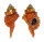 RANELLIDAE RANULARIA PYRUM shell