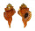 RANELLIDAE RANULARIA PYRUM shell