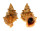 BURSIDAE TUTUFA BUFO shell
