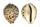 CYPRAEIDAE CYPRAEA TIGRIS PARDALIS shell