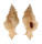 MURICIDAE PTERYNOTUS LAURAE shell