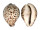 CYPRAEIDAE CYPRAEA TIGRIS PARDALIS shell