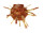 SPONDYLIDAE SPONDYLUS MULTILAMELLATUS shell