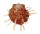 SPONDYLIDAE SPONDYLUS MULTILAMELLATUS shell