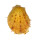 SPONDYLIDAE SPONDYLUS DEFORGESI shell