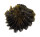 OSTREIDAE LOPHA CRISTAGALLI shell