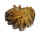 OSTREIDAE LOPHA CRISTAGALLI shell