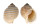TONNIDAE TONNA ALLIUM shell