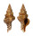 FASCIOLARIIDAE LATIRUS RECURVIROSTRA shell