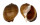 TONNIDAE TONNA CANALICULATA shell