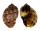 HARPIDAE HARPA MAJOR cf. CONOIDALIS shell