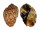 HARPIDAE HARPA MAJOR cf. CONOIDALIS shell