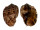 HARPIDAE HARPA MAJOR KAWAMURAI shell