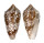 CONIDAE CONUS TEXTILE shell