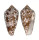 CONIDAE CONUS TEXTILE shell