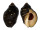 MURICIDAE PURPURA PERSICA shell