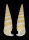 CERITHIIDAE RHINOCLAVIS FASCIATA shell