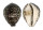 CYPRAEIDAE CYPRAEA TIGRIS shell