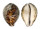 CYPRAEIDAE CYPRAEA TIGRIS shell