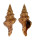 FASCIOLARIIDAE LATIRUS RECURVIROSTRA shell