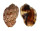 HARPIDAE HARPA MAJOR cf. CONOIDALIS shell