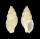 COLUBRARIIDAE COLUBRARIA SUDUIRAUTI shell