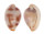 OVULIDAE TESTUDOVOLVA NEBULA shell