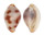 OVULIDAE TESTUDOVOLVA NEBULA shell